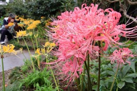 幻の花 ピンク色のヒガンバナ 加古川 円照寺 おでかけトピック 兵庫おでかけプラス 神戸新聞next 幻の花 ピンク色のヒガンバナ 加古川 円照寺 おでかけトピック 兵庫おでかけプラス 神戸新聞next