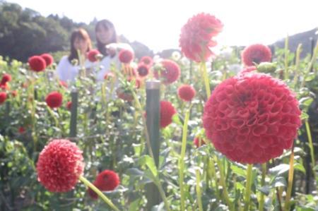 ３７０種のダリア咲き誇る 黒川ダリヤ園が開園 川西 おでかけトピック 兵庫おでかけプラス 神戸新聞next