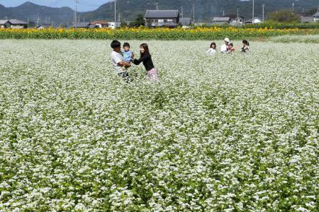 畑一面 白く染め ソバの花が見頃 加古川 おでかけトピック 兵庫おでかけプラス 神戸新聞next