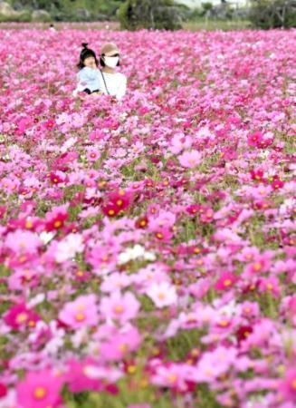 秋の深まり告げるコスモス ここ数年で一番きれい 加古川 おでかけトピック 兵庫おでかけプラス 神戸新聞next