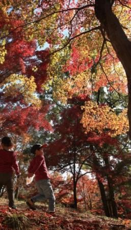 紅葉の穴場がランキング１位に 宍粟 最上山公園 カーペット部門で おでかけトピック 兵庫おでかけプラス 神戸新聞next