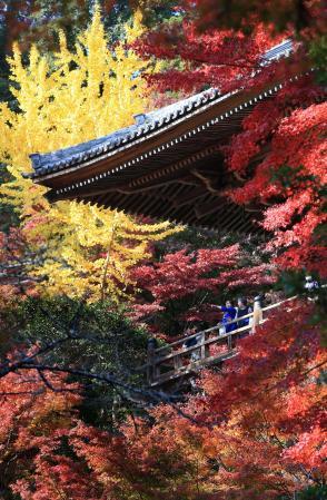 荘厳な摩尼殿 紅に包まれ 姫路 書写山円教寺 おでかけトピック 兵庫おでかけプラス 神戸新聞next