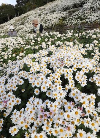 斜面を染める県花ノジギク 神戸で４万株が満開 おでかけトピック 兵庫おでかけプラス 神戸新聞next