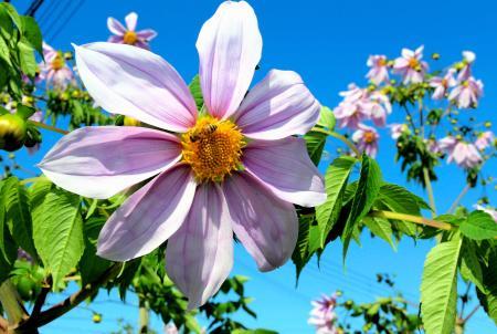 皇帝ダリア 今年も大輪の花 加古川の民家で見頃に おでかけトピック 兵庫おでかけプラス 神戸新聞next