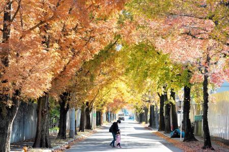 まるで風景画の世界 メタセコイアとモミジバフウの並木道 おでかけトピック 兵庫おでかけプラス 神戸新聞next
