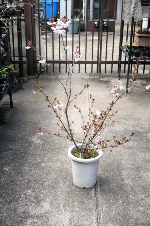 西宮市がサクラの独自品種を開発 鉢物サイズに おでかけトピック 兵庫おでかけプラス 神戸新聞next