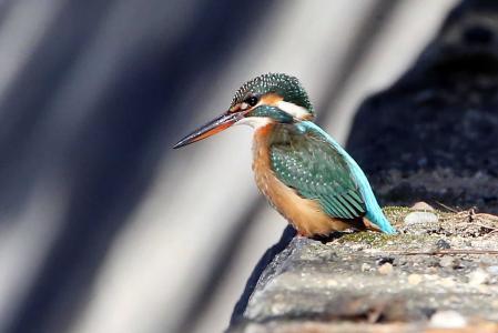 カワセミ、水中で餌取り 西宮・夙川に姿現す | おでかけトピック