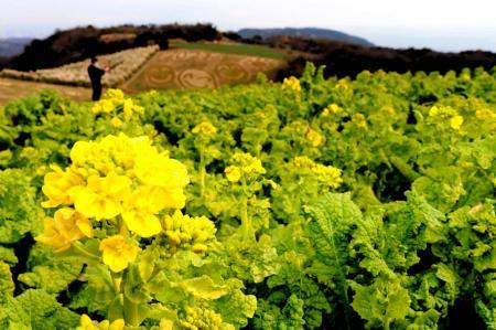 一足早く春到来 早咲き菜の花咲き始め あわじ花さじき おでかけトピック 兵庫おでかけプラス 神戸新聞next
