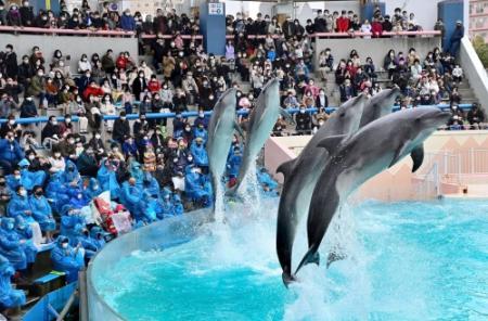 スマスイありがとう 現施設で最後のイルカライブ | おでかけトピック