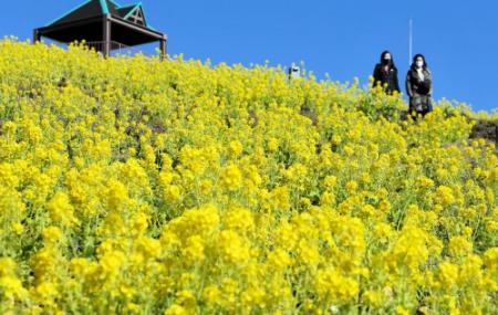 斜面に春の彩り 菜の花５万本見ごろ 神戸総合運動公園 おでかけトピック 兵庫おでかけプラス 神戸新聞next