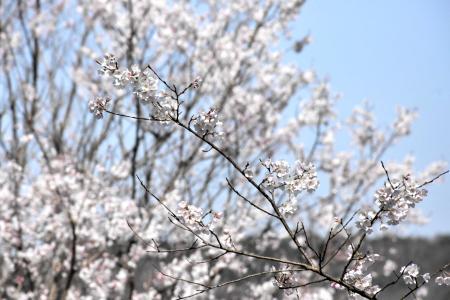 淡いピンクから淡い墨色に変化 咲き始めから散るまで楽しめる 淡墨桜が見頃 おでかけトピック 兵庫おでかけプラス 神戸新聞next 淡いピンクから淡い墨色に変化 咲き始めから散るまで楽しめる 淡墨桜が見頃 おでかけトピック 兵庫おでかけプラス 神戸新聞next