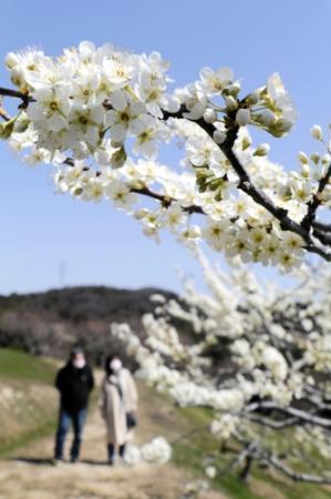 純白の花 １００本のスモモが見頃に みとろフルーツパーク おでかけトピック 兵庫おでかけプラス 神戸新聞next