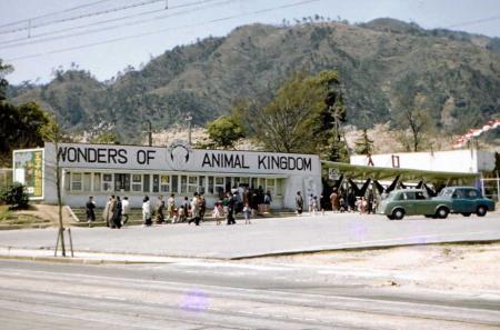 1951年 王子動物園 開園記念 ノベルティ おがくず人形 ライオン 動物