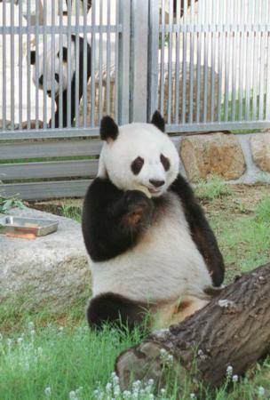 神戸に夢を 王子動物園70周年 震災後にパンダ、被災者の勇気に