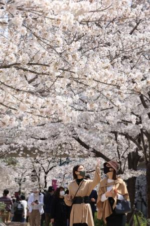 歩いて愛でる 満開の桜 宝塚 花のみち おでかけトピック 兵庫おでかけプラス 神戸新聞next