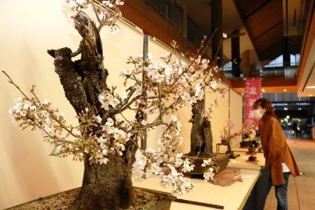 ２年ぶりの 盆桜展 鉢植え３０点出品 丹波篠山 おでかけトピック 兵庫おでかけプラス 神戸新聞next