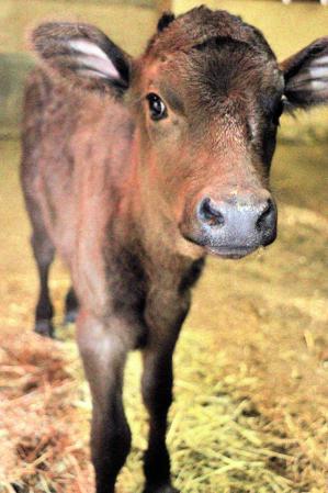 牛にヤギ ヒツジも つぶらな瞳 愛らしい赤ちゃん 県立但馬牧場公園で出産相次ぐ おでかけトピック 兵庫おでかけプラス 神戸新聞next