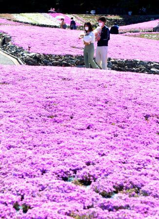 まるで花のじゅうたん 1億輪のシバザクラ一面に 三田 永沢寺 おでかけトピック 兵庫おでかけプラス 神戸新聞next まるで花のじゅうたん 1億輪のシバザクラ一面に 三田 永沢寺 おでかけトピック 兵庫おでかけプラス 神戸新聞next