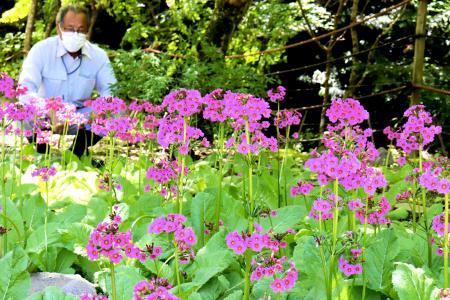 クリンソウかれんに咲く 丹波 市島に紫の花３００株 おでかけトピック 兵庫おでかけプラス 神戸新聞next