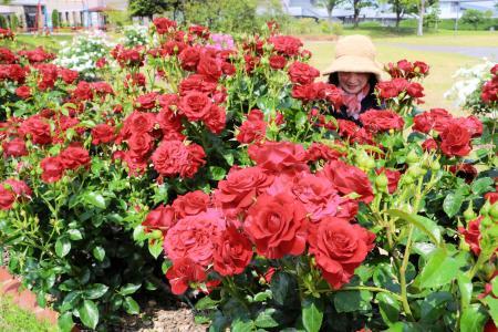 市民植えたバラ咲き誇る 18品種57本 小野・大池総合公園