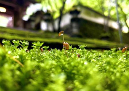 雨に輝く緑のじゅうたん 佐用 瑠璃寺 コケの森 おでかけトピック 兵庫おでかけプラス 神戸新聞next