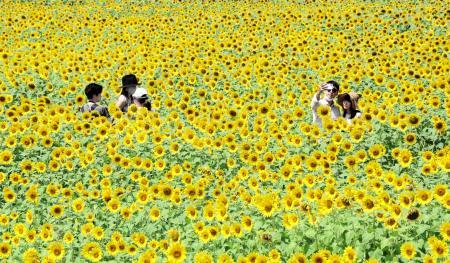 ３８万本の大輪が満開 小野 ひまわりの丘公園前 おでかけトピック 兵庫おでかけプラス 神戸新聞next