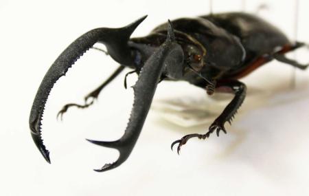 テーマは角と大顎 ひとはくで世界のカブト・クワガタ展 | おでかけ
