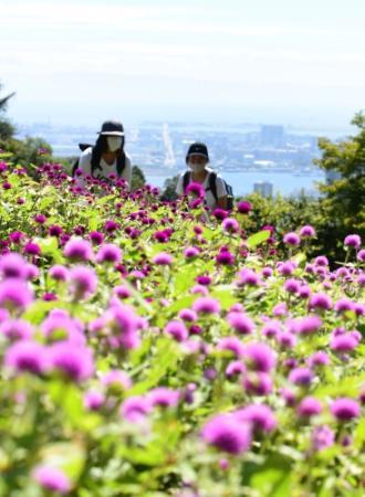 秋風に揺れる鮮やかな紫 ハーブ園でセンニチコウ見頃 神戸 おでかけトピック 兵庫おでかけプラス 神戸新聞next