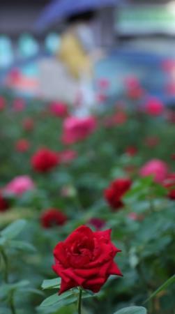 暑さ続く街角に秋バラ 神戸 東灘 本山街園 に３０品種３００株 おでかけトピック 兵庫おでかけプラス 神戸新聞next