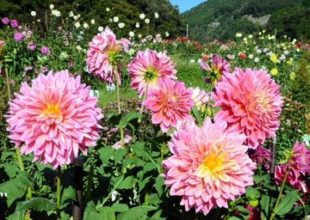 川西でダリア１０００株が見頃 朝晩の寒暖差で色づきに磨き おでかけトピック 兵庫おでかけプラス 神戸新聞next