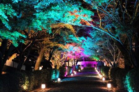 多彩な色で見頃の紅葉ライトアップ 幻想的な雰囲気に 滋賀 西教寺 おでかけトピック 兵庫おでかけプラス 神戸新聞next