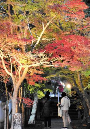 紅葉のトンネル ライトアップで幻想的に 三木 慈眼寺 おでかけトピック 兵庫おでかけプラス 神戸新聞next
