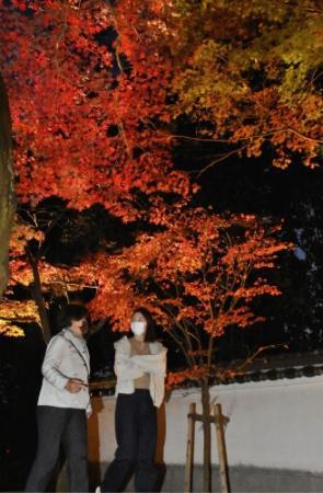紅葉のトンネル ライトアップで幻想的に 三木 慈眼寺 おでかけトピック 兵庫おでかけプラス 神戸新聞next