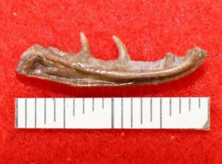 大型トカゲPalaeosaniwaの下顎　爬虫類　化石　白亜紀　アメリカ 大型トカゲPalaeosaniwaの下顎 爬虫類 化石 白亜紀 アメリカ