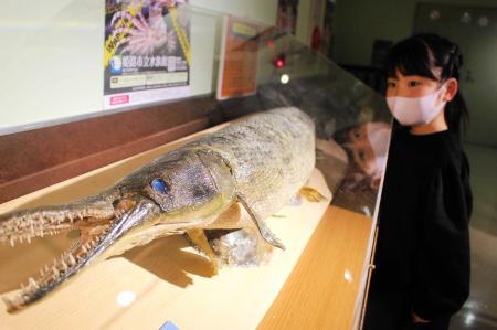 姿を見たら要注意 姫路市立水族館で危険生物展 おでかけトピック 兵庫おでかけプラス 神戸新聞next