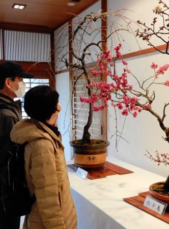 春を告げる梅花展開幕 しだれ梅や盆栽など 姫路 好古園 おでかけトピック 兵庫おでかけプラス 神戸新聞next