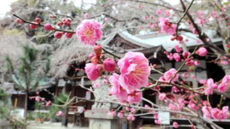 山麓の観梅ハイキングはいかが 岡本梅林 保久良梅林 おでかけトピック 兵庫おでかけプラス 神戸新聞next