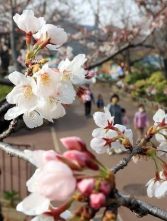 ぽかぽか陽気で一気に 神戸でサクラ開花宣言 平年より２日早く おでかけトピック 兵庫おでかけプラス 神戸新聞next