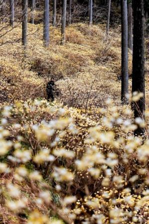 木漏れ日の中 華やかに 甘く香るミツマタ 宍粟で見頃 おでかけトピック 兵庫おでかけプラス 神戸新聞next