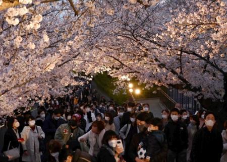 ３年ぶり 夜桜通り抜け 満喫 神戸 王子動物園 おでかけトピック 兵庫おでかけプラス 神戸新聞next