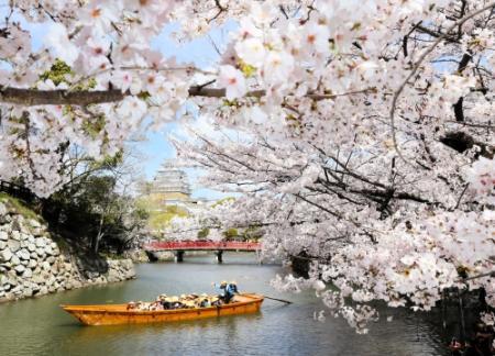 姫路城の内堀、水面滑る和船で桜満喫 2年ぶり運航再開〈彩前線