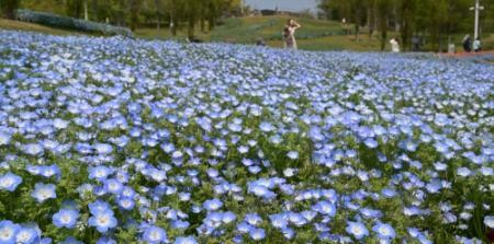 空色 の花一面 風に揺れ 淡路 国営明石海峡公園でネモフィラ見頃 おでかけトピック 兵庫おでかけプラス 神戸新聞next