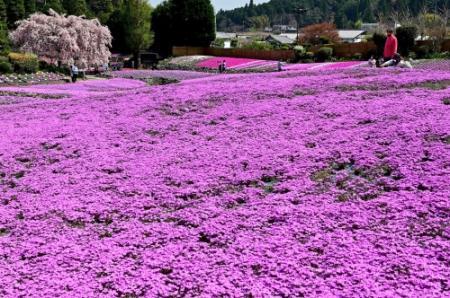 アトリエgg シークワーサーの花(ピンク) 色鮮やか1億輪 ピンクの濃淡、斜面彩る シバザクラ見頃に 三田