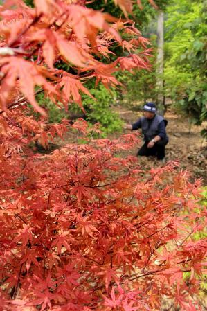 「秋人の庭」有明モミジ 秋人の庭」有明モミジ 秋人の庭」有明モミジ