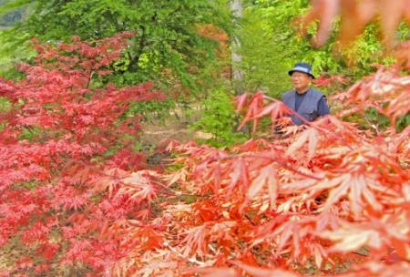 春に紅葉？ 新緑の里山、モミジが彩り 赤、黄、白…360種 丹波の