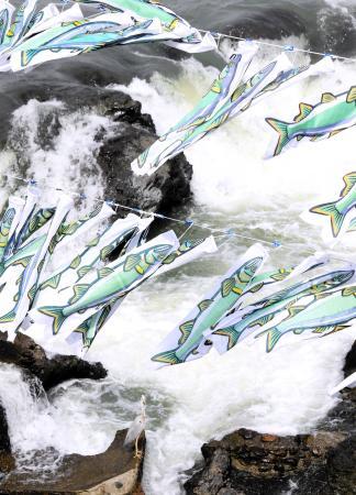激流に、悠々と舞う「鮎のぼり」 闘竜灘のしぶき背に SNSで人気呼び