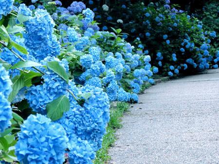国内有数の名所 アジサイ５万株 鮮やか 神戸市立森林植物園 おでかけトピック 兵庫おでかけプラス 神戸新聞next
