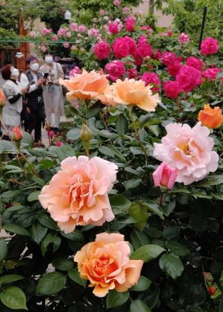 ピンクや白…元中学校長が丹精したバラ250株満開 加古川 | おでかけ