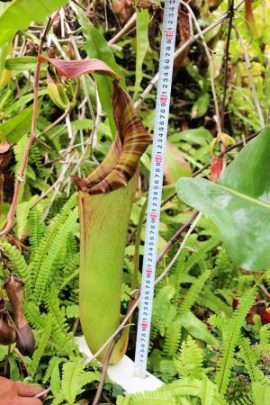 食虫植物 ネペンテス トランカータ 花芽つき・ ・・