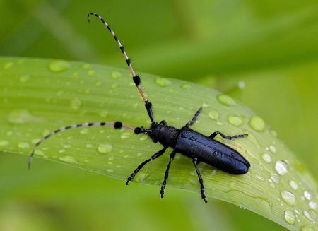 絶滅危惧「フサヒゲルリカミキリ」の繁殖に成功 国内施設で初、伊丹市